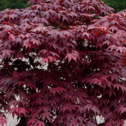 Acer palmatum Bloodgood - Japanese Maple with deep burgundy-red foliage and elegant form