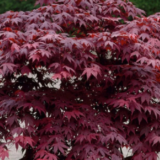 Acer palmatum Bloodgood - Japanese Maple with deep burgundy-red foliage and elegant form