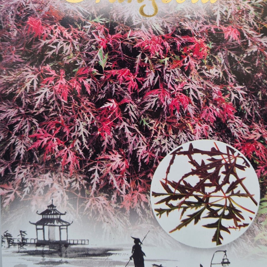  Acer palmatum Orangeola - Japanese Maple with delicate orange-red dissected foliage and weeping habit