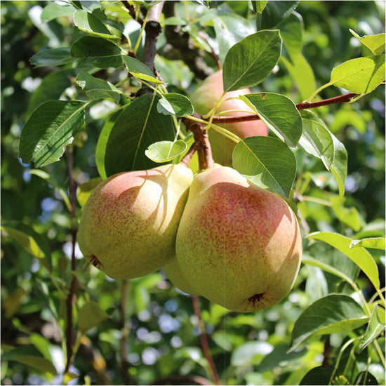 Pear Tree: Pyrus Communis: Beurre Hardy