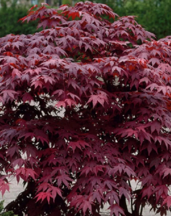 Acer Palmatum: Bloodgood