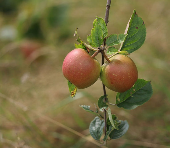 Apple Tree: Malus Domestica: Braeburn