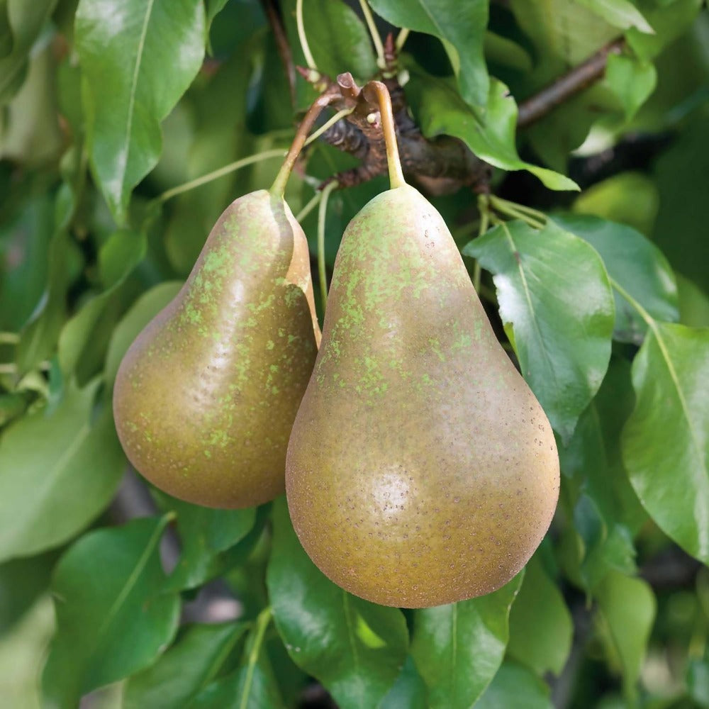 Pyrus communis Conference - self-fertile pear tree with long sweet fruit and reliable heavy crops



