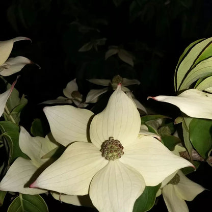 Cornus China Girl Dogwood showing distinctive white bracts and ornamental form
