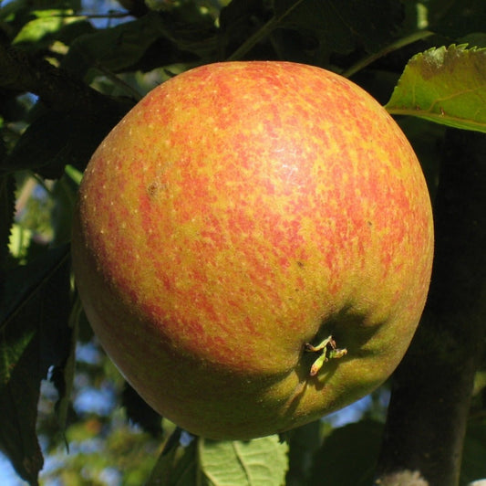  Malus domestica Cox's Orange Pippin - classic English dessert apple with rich aromatic flavour