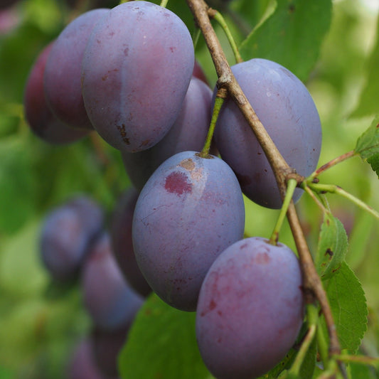 Prunus domestica Czar - self-fertile culinary plum tree with dark purple fruit ideal for cooking
