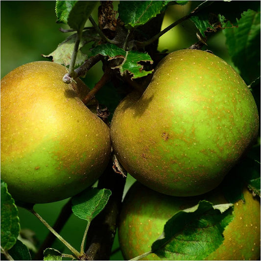  Malus domestica Egremont Russet - heritage russet apple tree with nutty flavoured golden-brown fruit