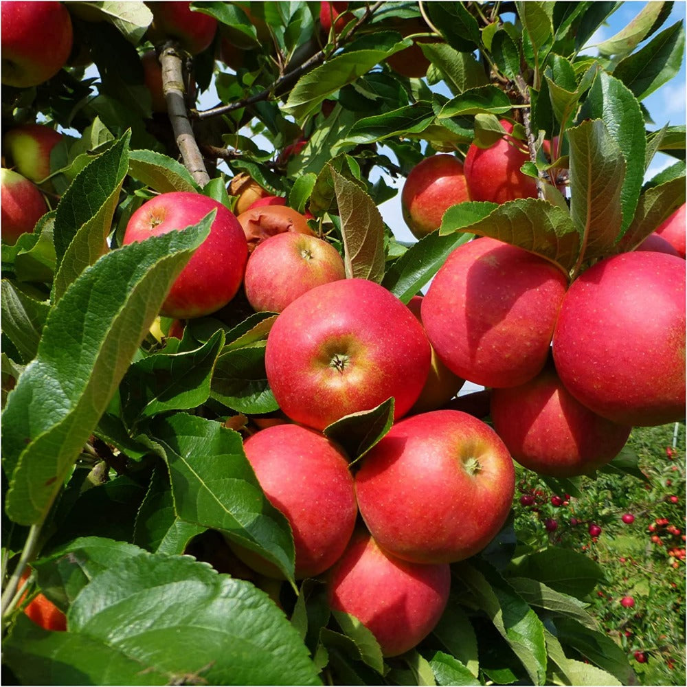 Malus domestica Elstar - dessert apple tree with crisp sweet-sharp fruit and reliable cropping