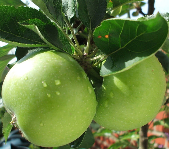 Apple Tree: Malus Domestica: Granny Smith