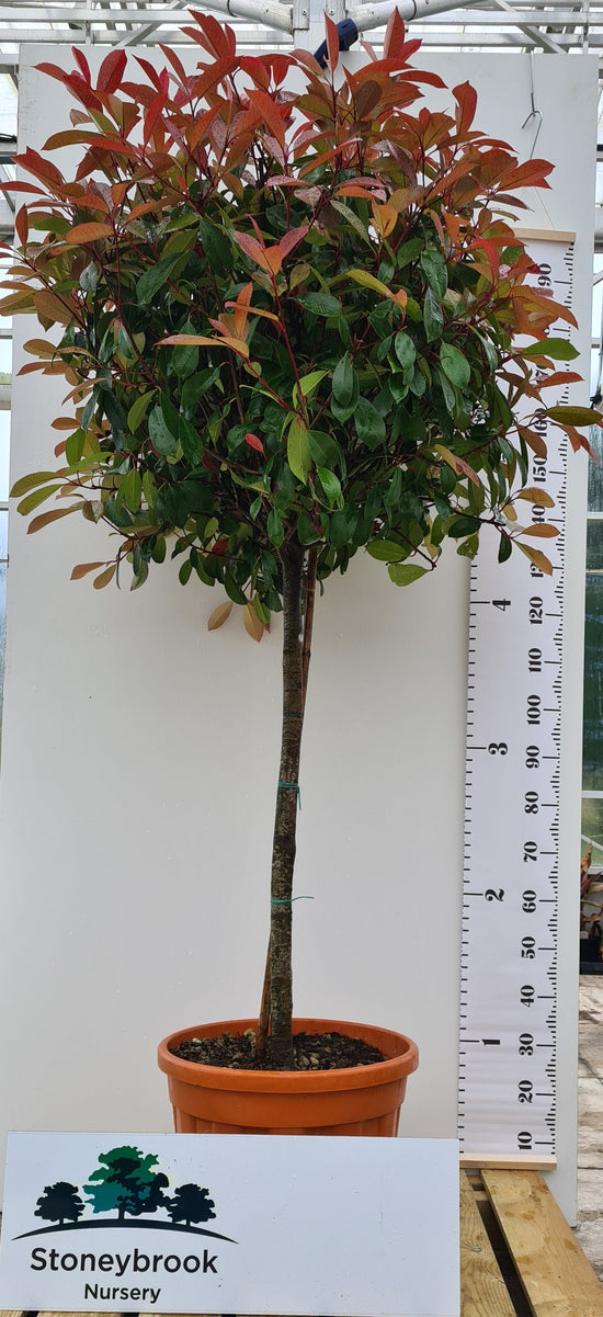 Red Robin: Photinia Serrulata: Half Standard