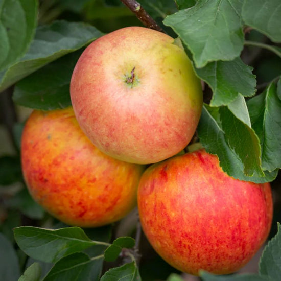 Apple Tree: Malus Domestica: James Grieve