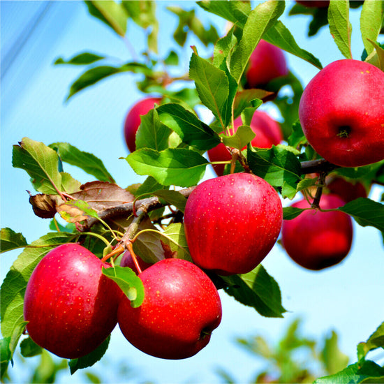 Apple Tree: Malus Domestica: Katy