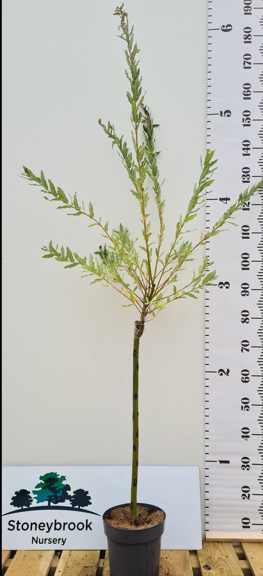 Flamingo Willow quarter standard - Salix integra with pink and white variegated foliage on clear stem
