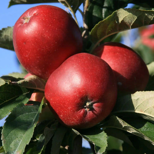 Malus domestica Worcester Pearmain - heritage dessert apple tree with sweet aromatic fruit for UK gardens