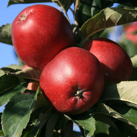 Apple Tree: Malus Domestica: Worcester Permain